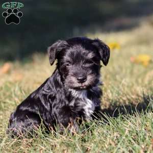 Piper, Miniature Schnauzer Puppy